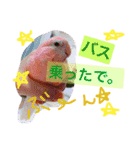アキクサインコのりゅうのすけ2（個別スタンプ：2）