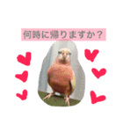 アキクサインコのりゅうのすけ2（個別スタンプ：16）