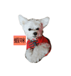 l love lulala（個別スタンプ：31）