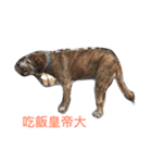 WSH（個別スタンプ：4）