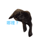 WSH（個別スタンプ：7）