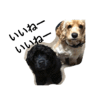 ゴールデン甘えん坊ビート(犬友編)（個別スタンプ：3）