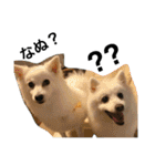 ゴールデン甘えん坊ビート(犬友編)（個別スタンプ：4）