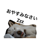 ゴールデン甘えん坊ビート(犬友編)（個別スタンプ：6）
