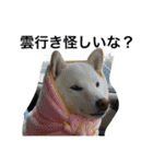 ゴールデン甘えん坊ビート(犬友編)（個別スタンプ：9）