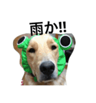 ゴールデン甘えん坊ビート(犬友編)（個別スタンプ：10）
