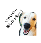 ゴールデン甘えん坊ビート(犬友編)（個別スタンプ：12）