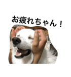 ゴールデン甘えん坊ビート(犬友編)（個別スタンプ：14）