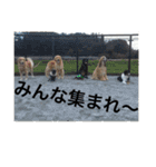 ゴールデン甘えん坊ビート(犬友編)（個別スタンプ：15）