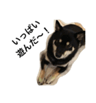 ゴールデン甘えん坊ビート(犬友編)（個別スタンプ：17）
