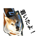 ゴールデン甘えん坊ビート(犬友編)（個別スタンプ：19）