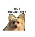 ゴールデン甘えん坊ビート(犬友編)（個別スタンプ：20）
