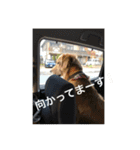 ゴールデン甘えん坊ビート(犬友編)（個別スタンプ：22）