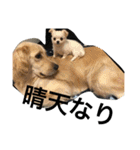 ゴールデン甘えん坊ビート(犬友編)（個別スタンプ：23）