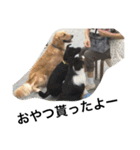 ゴールデン甘えん坊ビート(犬友編)（個別スタンプ：24）