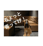 ゴールデン甘えん坊ビート(犬友編)（個別スタンプ：26）