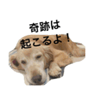 ゴールデン甘えん坊ビート(犬友編)（個別スタンプ：33）
