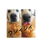 ゴールデン甘えん坊ビート(犬友編)（個別スタンプ：35）