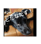 ゴールデン甘えん坊ビート(犬友編)（個別スタンプ：37）