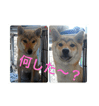ゴールデン甘えん坊ビート(犬友編)（個別スタンプ：38）