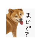 TheDog  2（個別スタンプ：5）