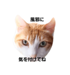 patched tabby（個別スタンプ：19）