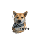 柴犬のユキくんは甘えん坊（個別スタンプ：1）