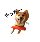 柴犬のユキくんは甘えん坊（個別スタンプ：3）