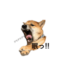 柴犬のユキくんは甘えん坊（個別スタンプ：5）