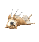 柴犬のユキくんは甘えん坊（個別スタンプ：6）