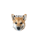 柴犬のユキくんは甘えん坊（個別スタンプ：8）