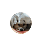 柴犬のユキくんは甘えん坊（個別スタンプ：11）