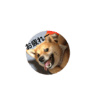 柴犬のユキくんは甘えん坊（個別スタンプ：13）