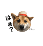 柴犬のユキくんは甘えん坊（個別スタンプ：17）
