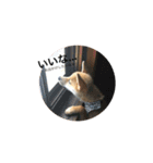 柴犬のユキくんは甘えん坊（個別スタンプ：19）