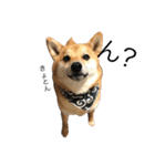 柴犬のユキくんは甘えん坊（個別スタンプ：20）