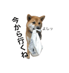 柴犬のユキくんは甘えん坊（個別スタンプ：21）