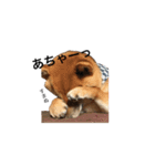 柴犬のユキくんは甘えん坊（個別スタンプ：23）