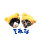 うちの子たちです。（個別スタンプ：35）