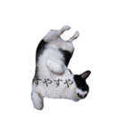ふくちゃんー（個別スタンプ：4）