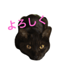 めいvsぶぶ2nd（個別スタンプ：16）