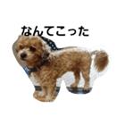 さぶ～い冬の犬（個別スタンプ：8）