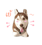 Dog dog dog Cat cat cat 2（個別スタンプ：1）