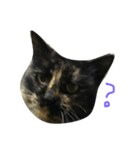 ええ感じの猫（個別スタンプ：1）