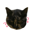 ええ感じの猫（個別スタンプ：3）