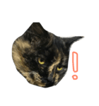 ええ感じの猫（個別スタンプ：4）
