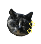 ええ感じの猫（個別スタンプ：5）