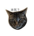 mocamugi（個別スタンプ：4）