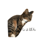 mocamugi（個別スタンプ：14）