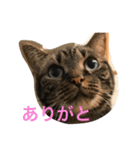 mocamugi（個別スタンプ：17）